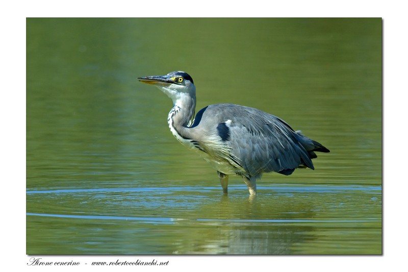 Airone cenerino - Ardea cinerea